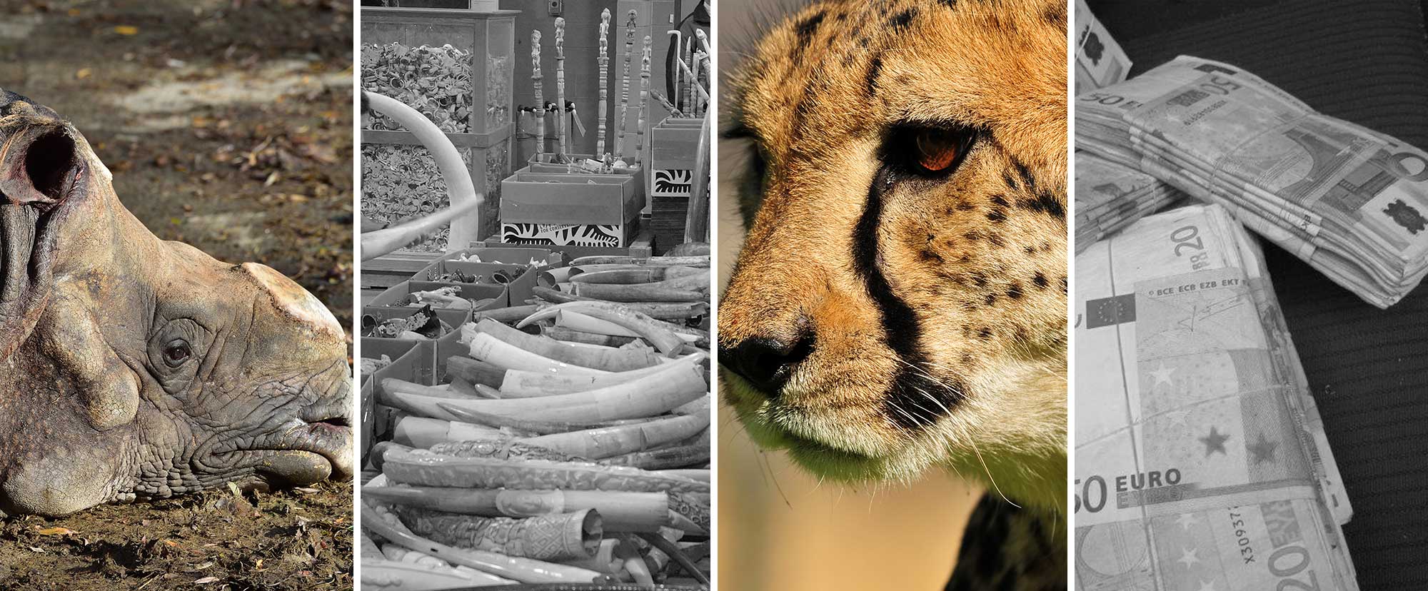 Money laundering and the illegal wildlife trade what can banks do?